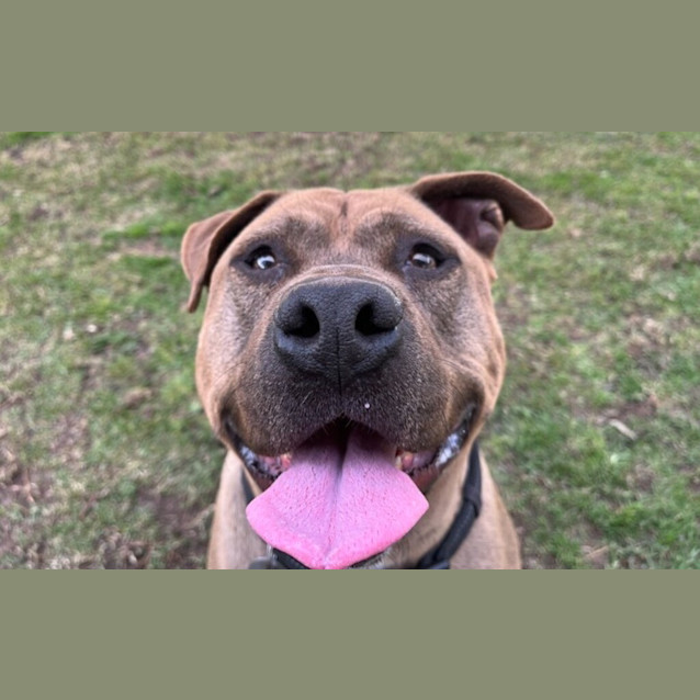 Photo of Moose