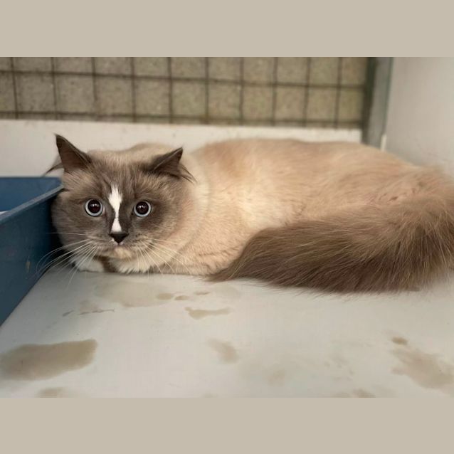 Photo of King Louie The Second