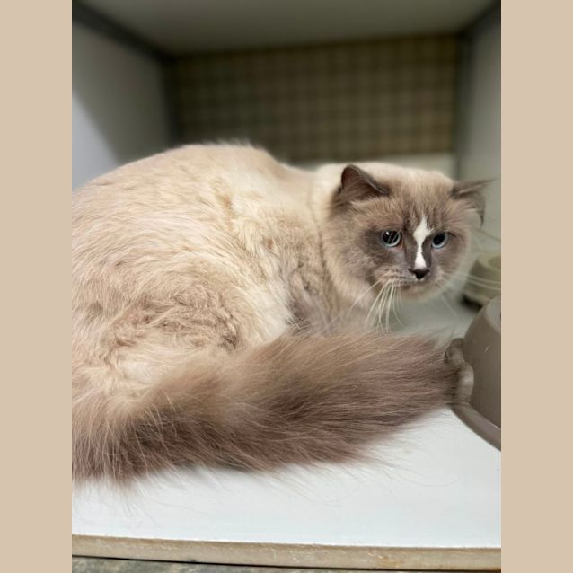 Photo of King Louie The Second