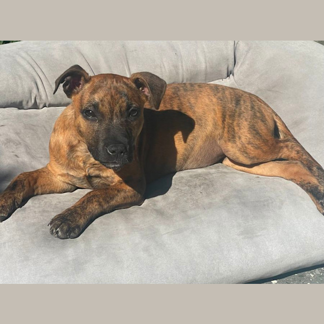 Photo of Taro