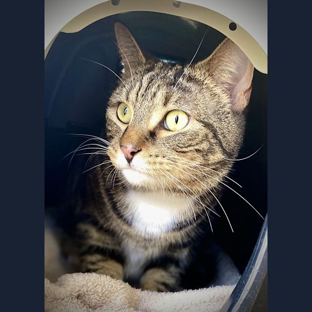 Photo of Tigger