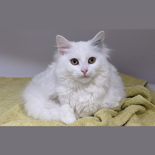 Photo of Phoebe