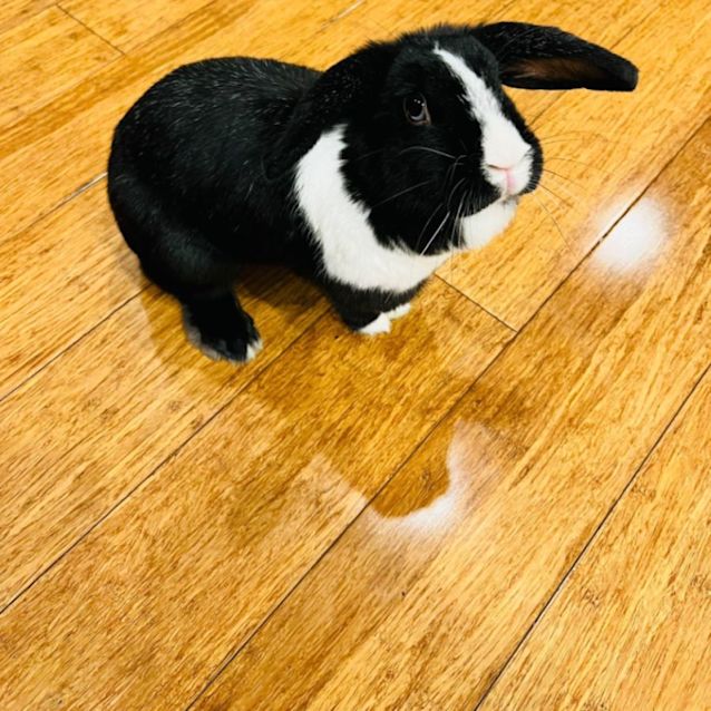 Photo of Oreo