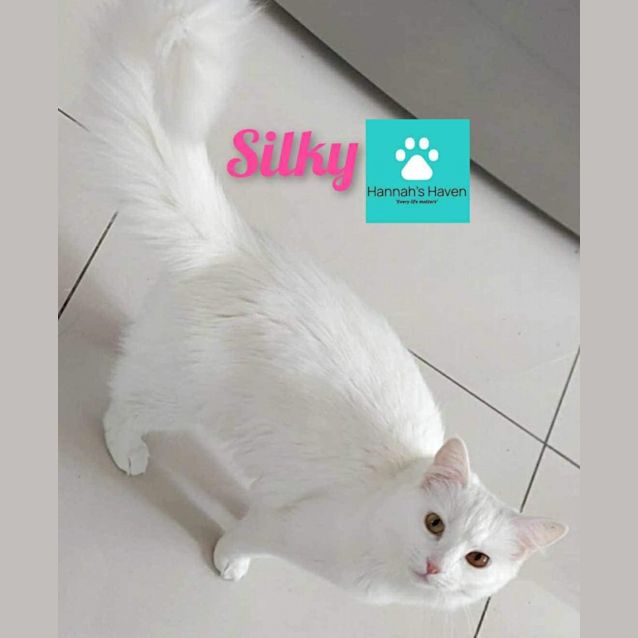 Photo of Silky
