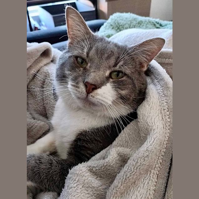 Photo of Mr Pedro Whiskers