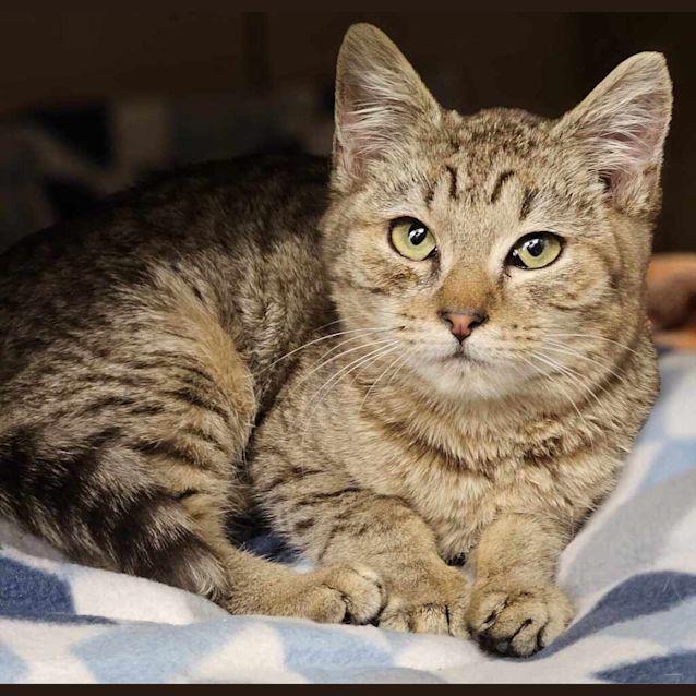 Photo of Cayenne 