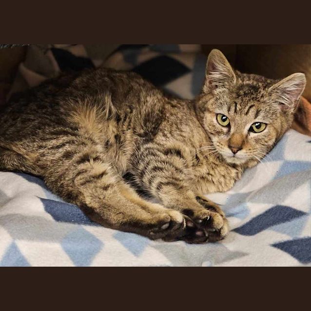 Photo of Cayenne 