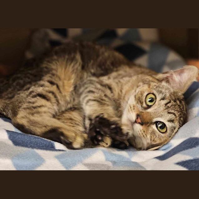 Photo of Cayenne 
