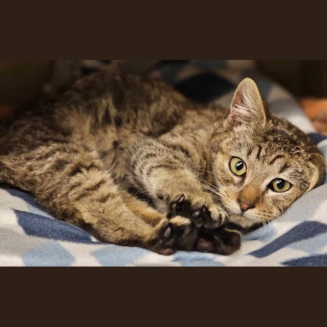 Photo of Cayenne 