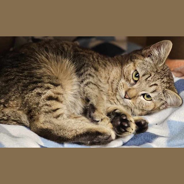 Photo of Cayenne 