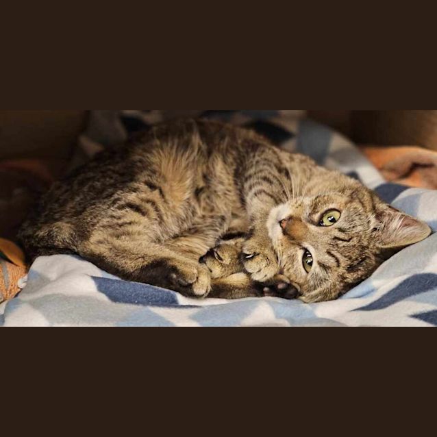 Photo of Cayenne 