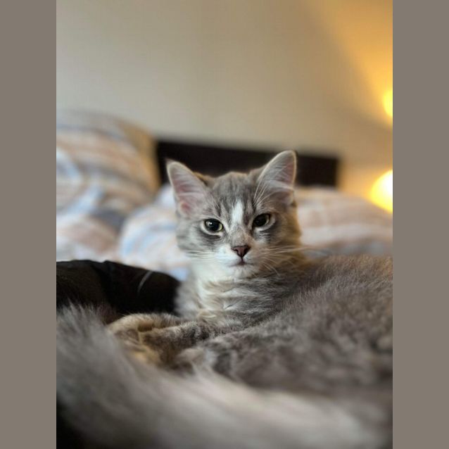 Photo of Poppy & Henry