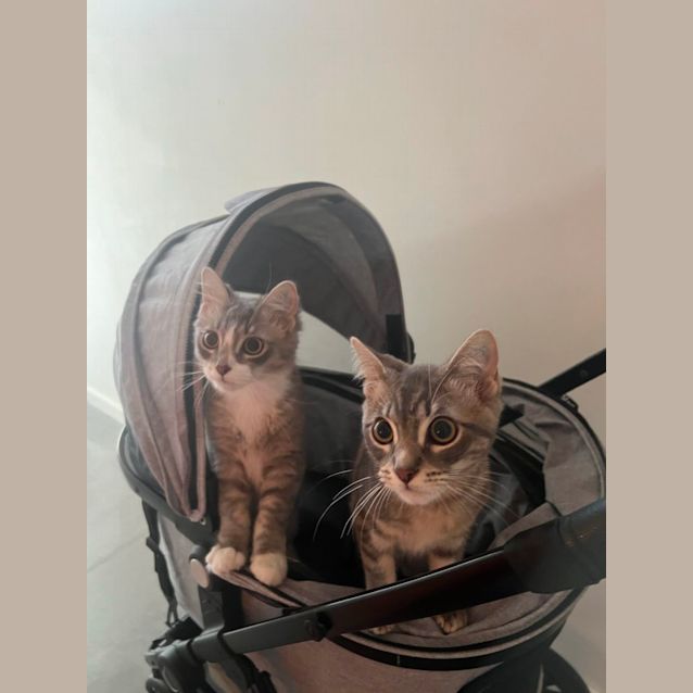 Photo of Poppy & Henry