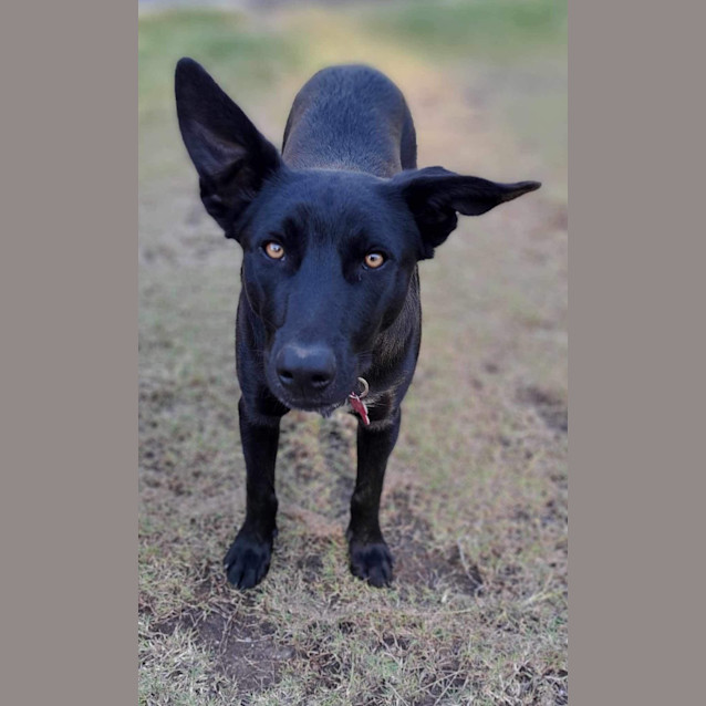 Photo of Bluey