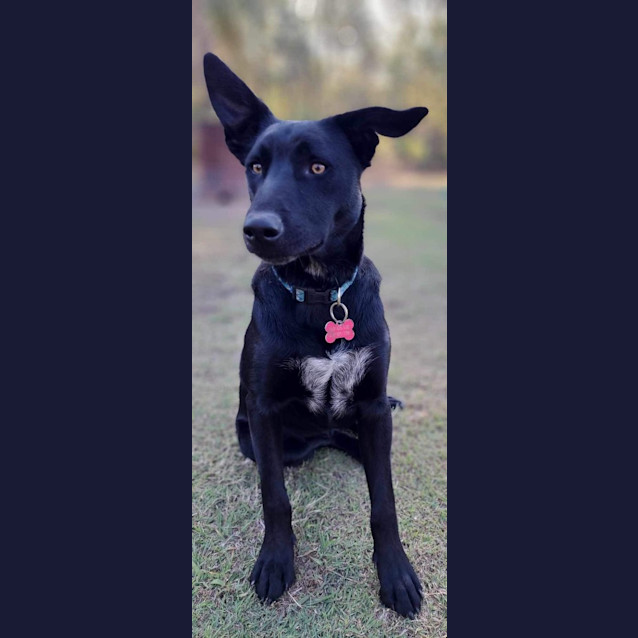 Photo of Bluey