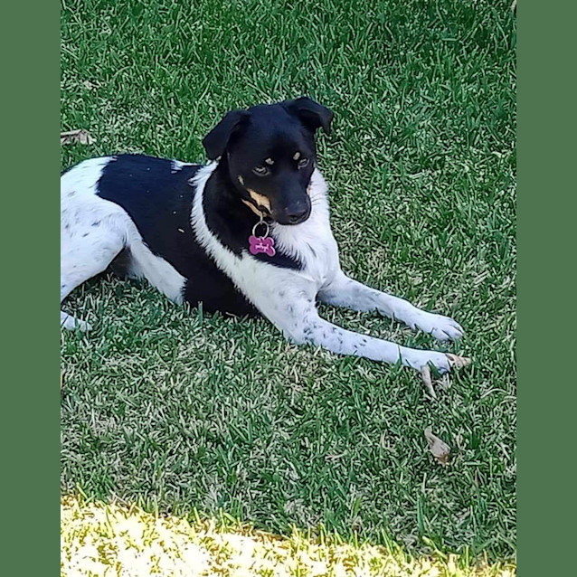Photo of Sarge