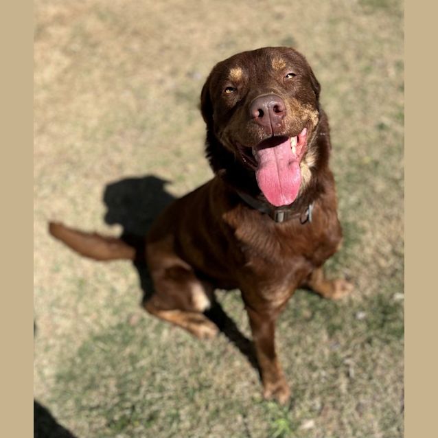 Photo of Moose (4236)