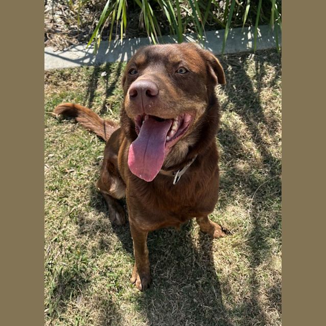 Photo of Moose (4236)