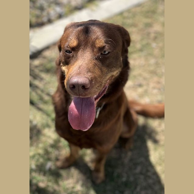 Photo of Moose (4236)