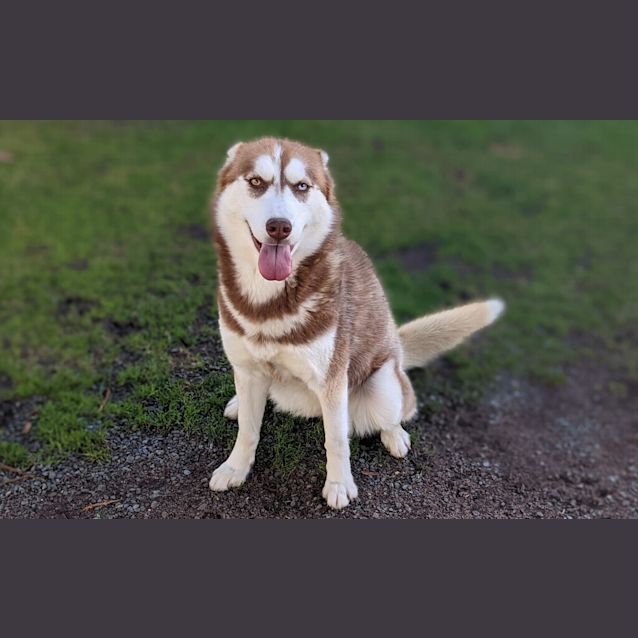Photo of Stella