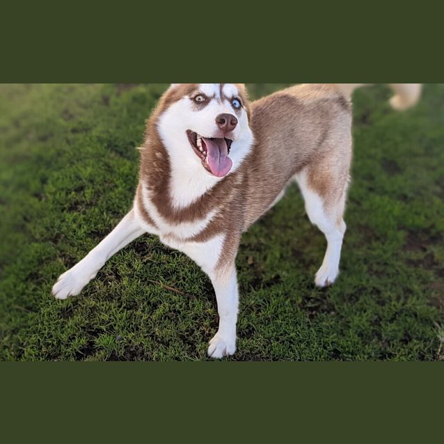 Photo of Stella