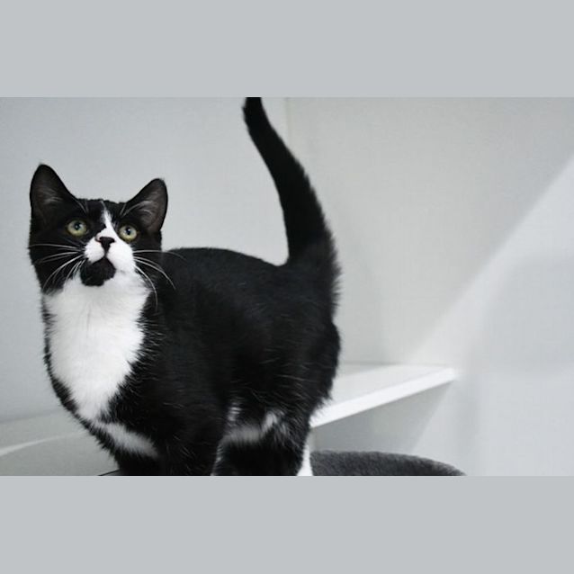Photo of Peppin 11004