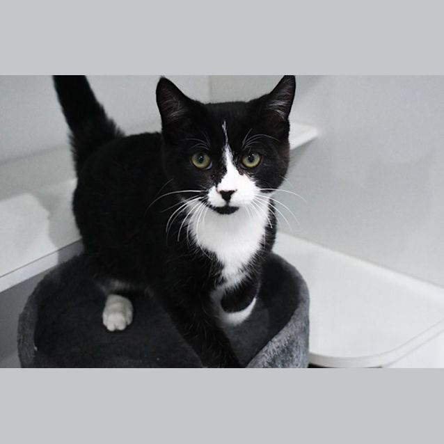 Photo of Peppin 11004