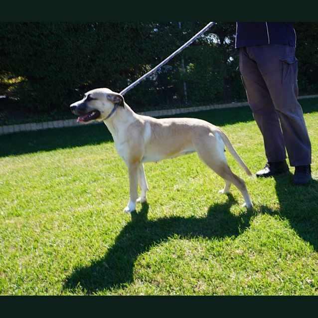 Photo of Whisper
