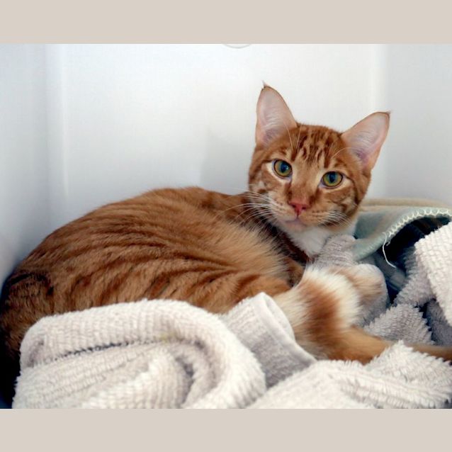 Photo of Willow Rstk010822 & Tato Rstk010823