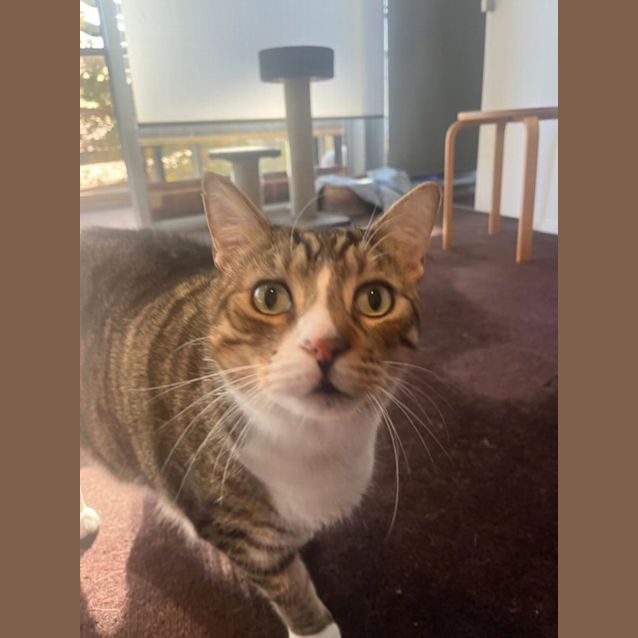 Photo of King Carl Gato