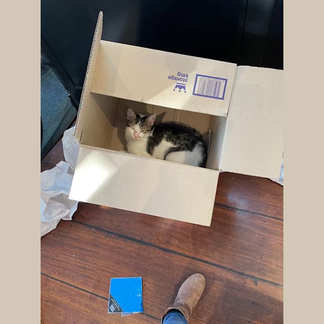 Photo of Nala