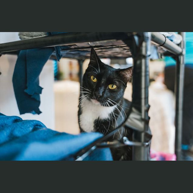Photo of Socks