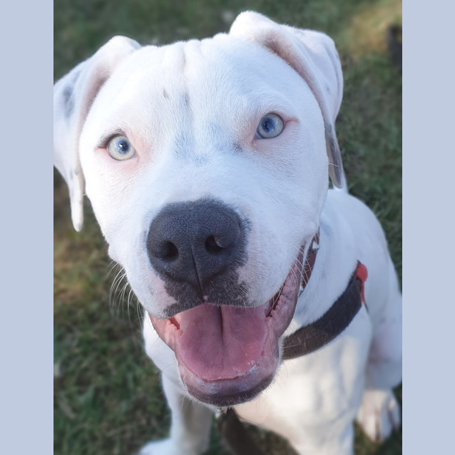 Photo of Hank