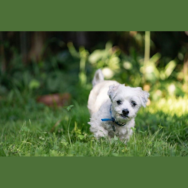 Photo of Bruno Belvedere