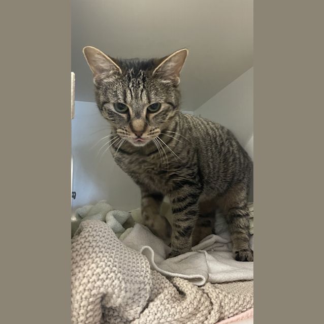 Photo of Missy