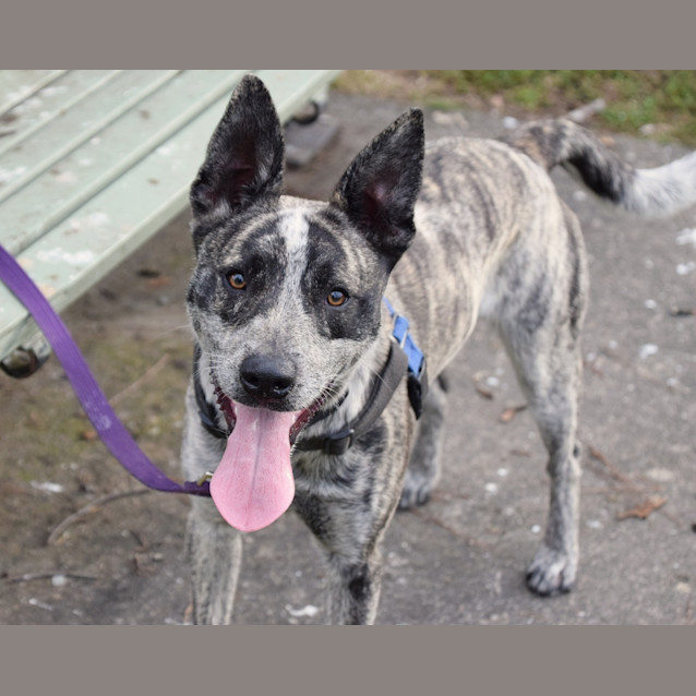 Photo of Banjo