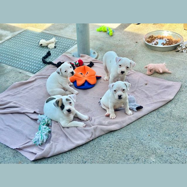 Photo of Riot