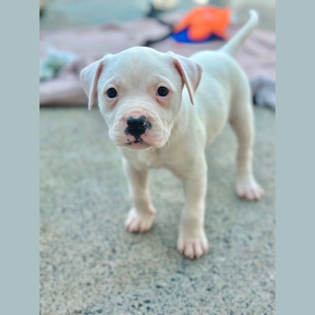Photo of Scout