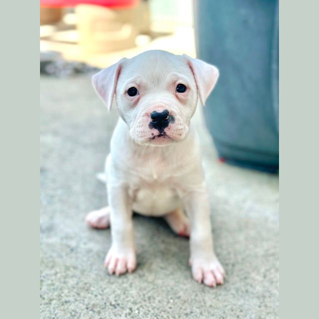 Photo of Scout