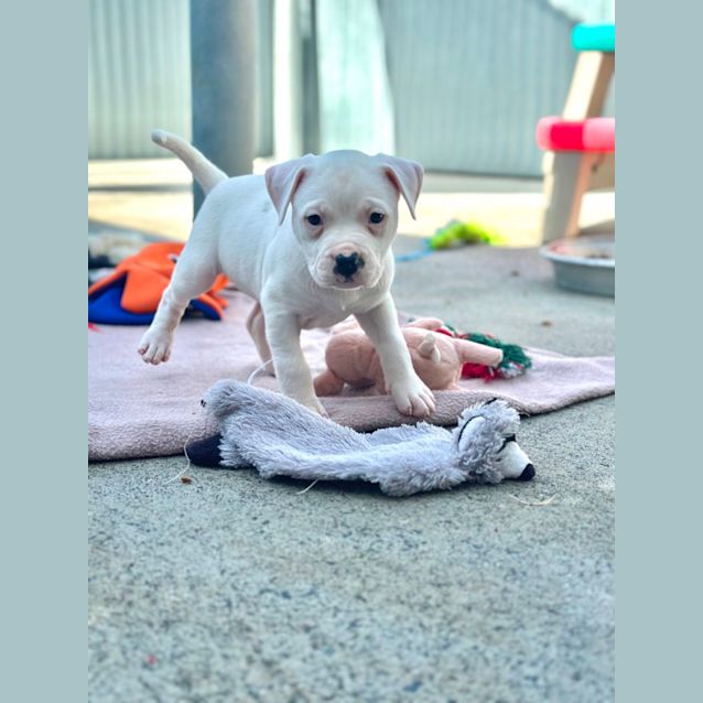 Photo of Scout