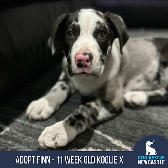 Photo of Finn   11 Week Old Koolie X (Trial)
