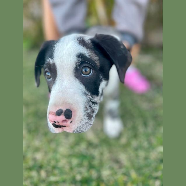 Photo of Finn   11 Week Old Koolie X (Trial)