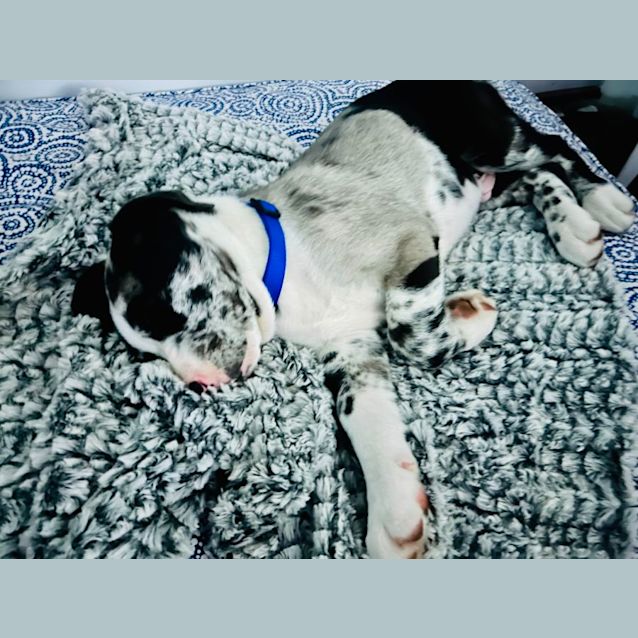 Photo of Finn   11 Week Old Koolie X (Trial)