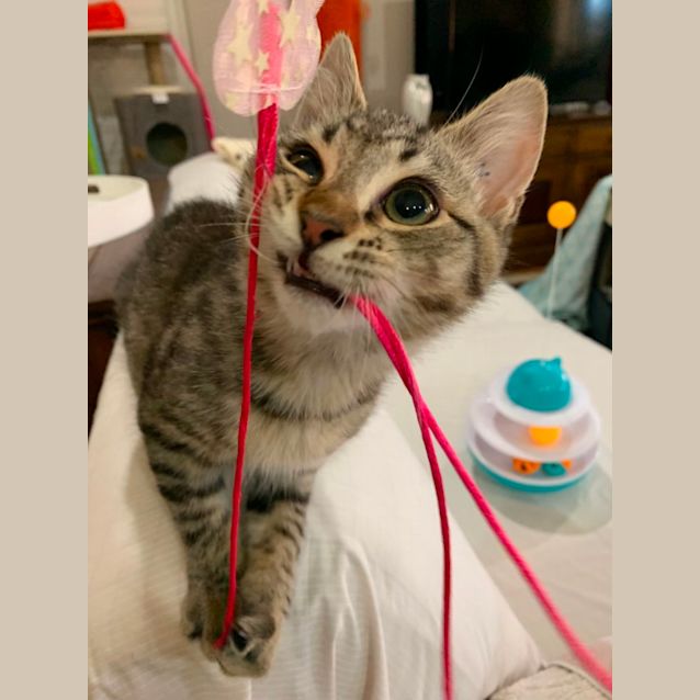 Photo of Shak & Shilo