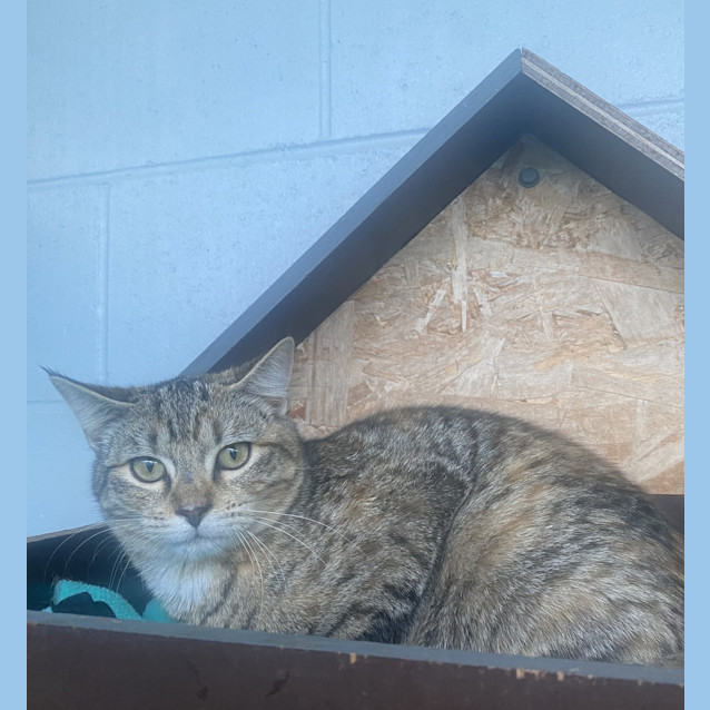 Photo of Dandelion