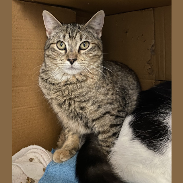 Photo of Dandelion