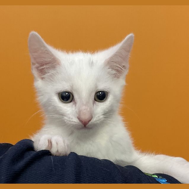 Photo of Casper