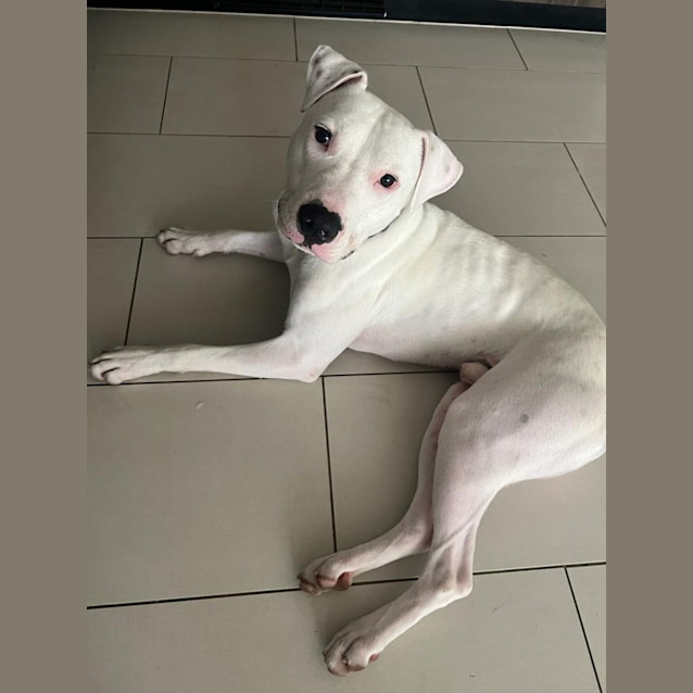 Photo of Pogo