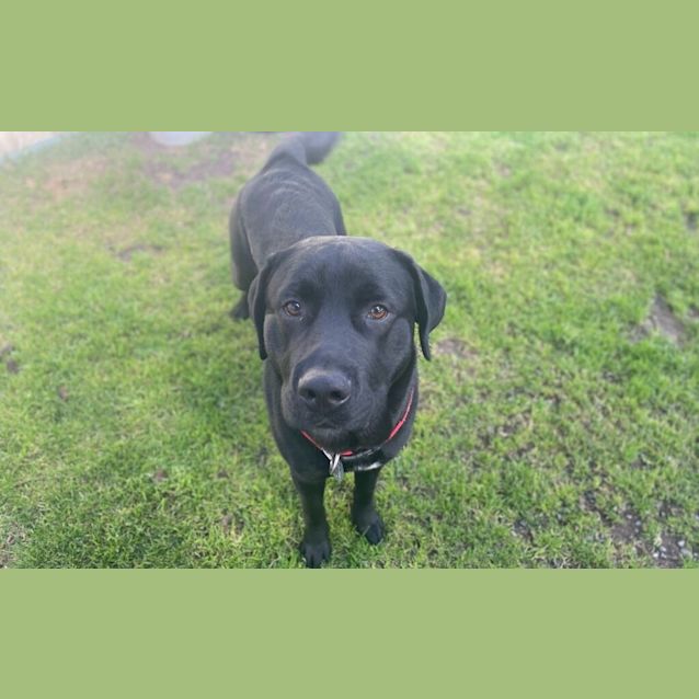Photo of Basil