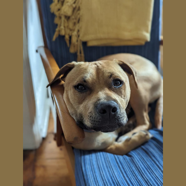 Photo of Ollie